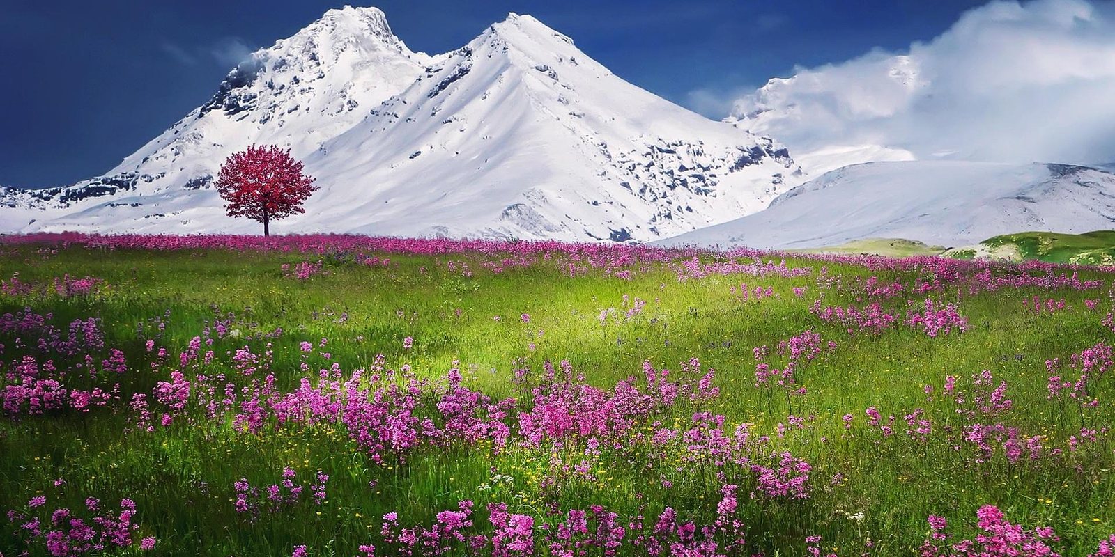A flowering meadow in front of snow-covered mountains