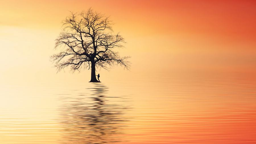 Ein kahler Baum im flachen Wasser bei Sonnenaufgang