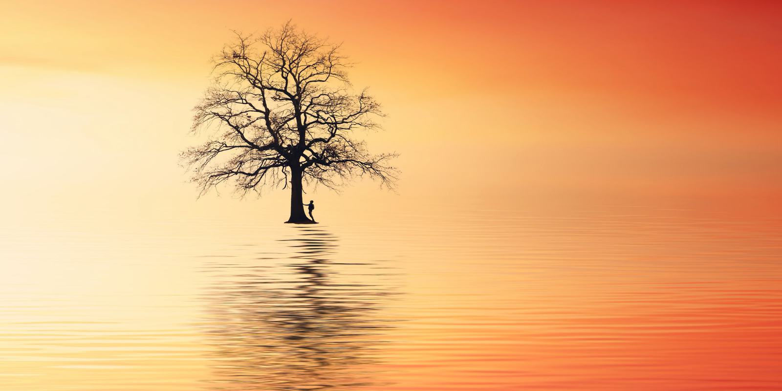 Ein kahler Baum im flachen Wasser bei Sonnenaufgang