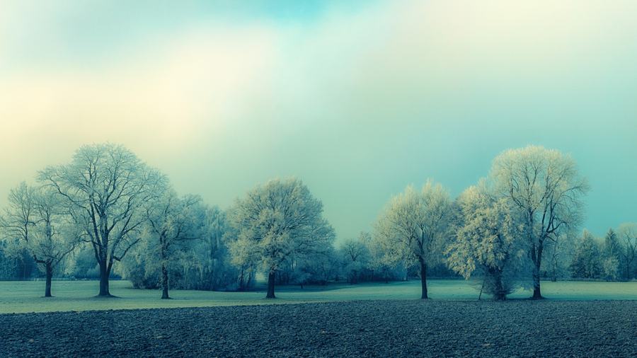 Eine Reihe raureifbedeckter B&auml;ume im Winter