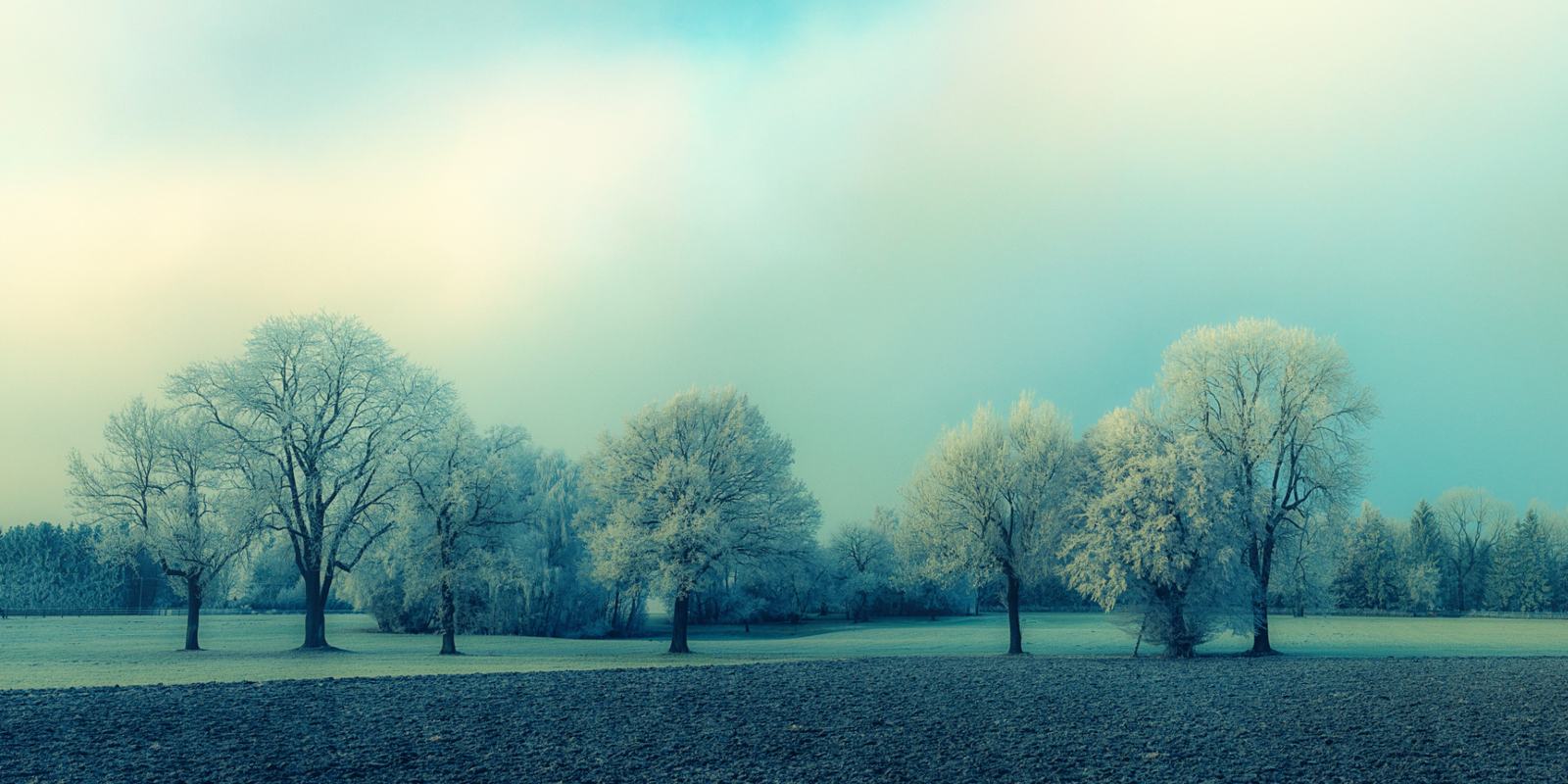 A row of frost-covered trees in winter