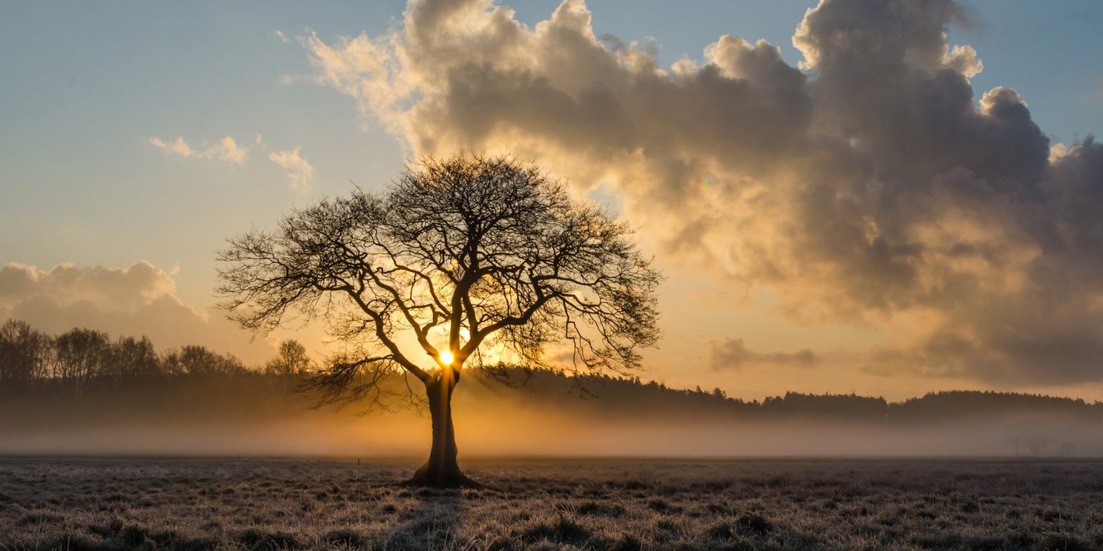 Eine kahle Eiche im Morgennebel bei Sonnenaufgang