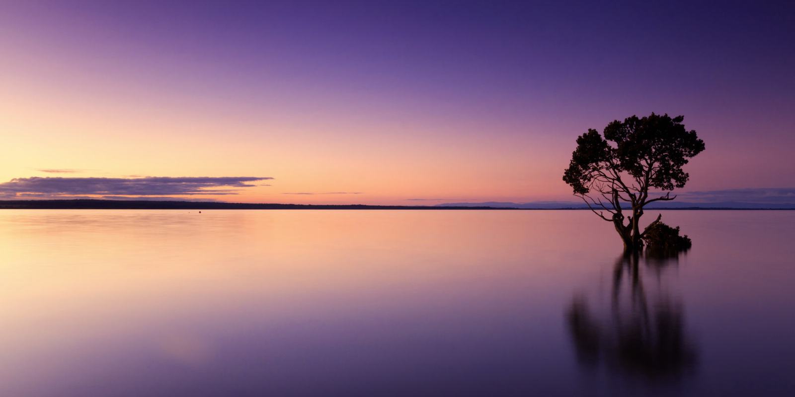 Ein einzelner Baum im stillen Wasser in der D&auml;mmerung