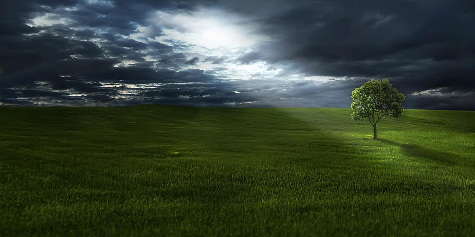 Ein einzelner Baum am Wiesenrand unter mondhellem Himmel