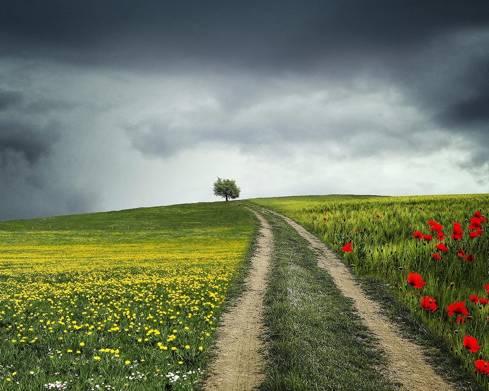 A track running between a dandelion meadow and a field of poppies towards a single tree