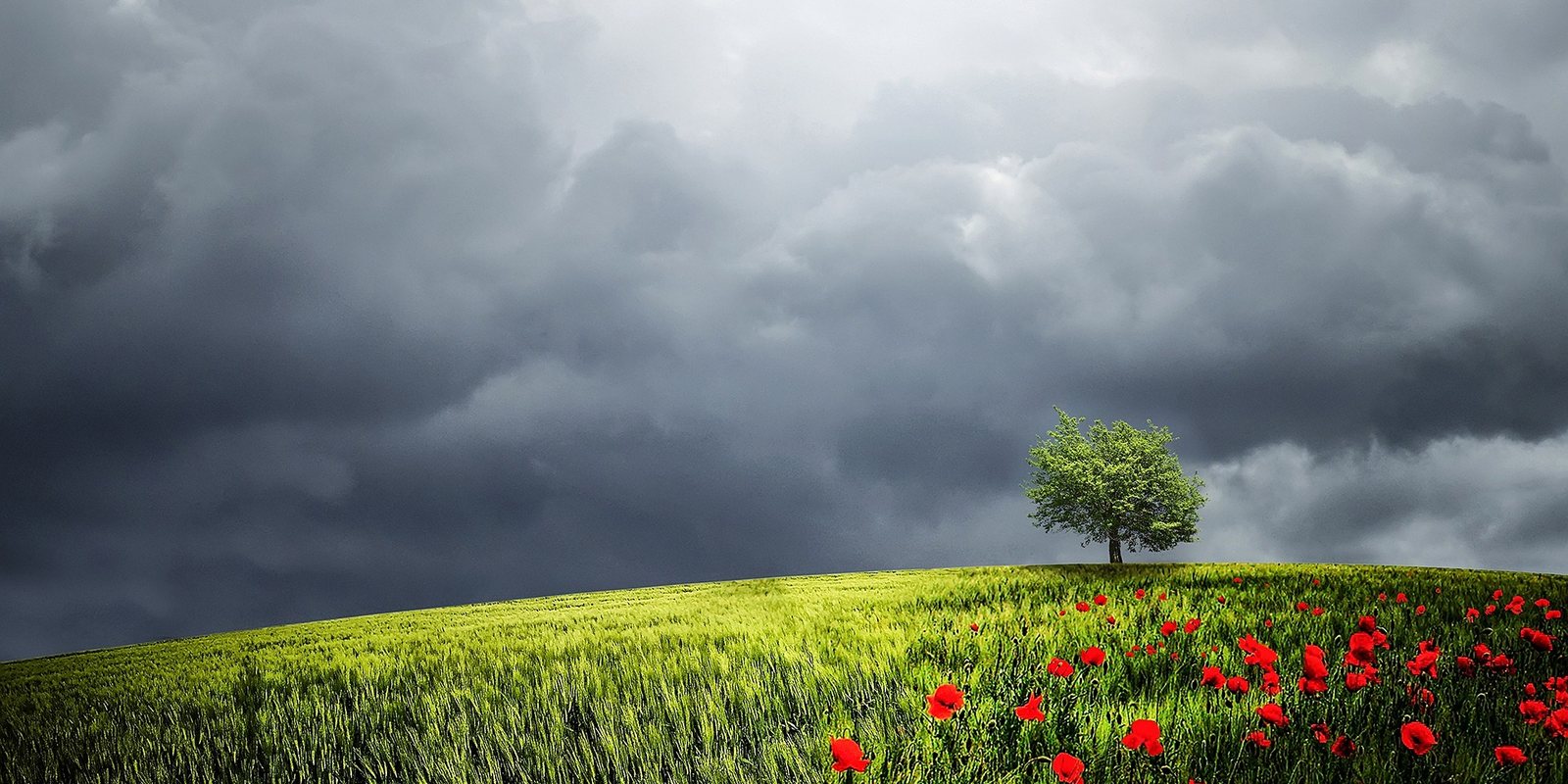 Ein Baum am Horizont &uuml;ber einem Mohnfeld unter Gewitterwolken