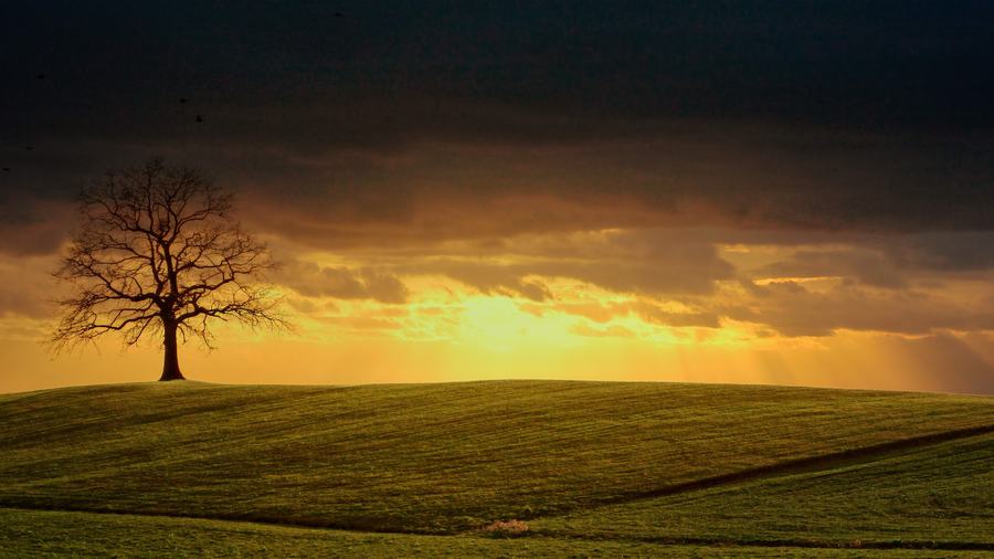 Ein einzelner Baum am Feldrand bei Sonnenuntergang