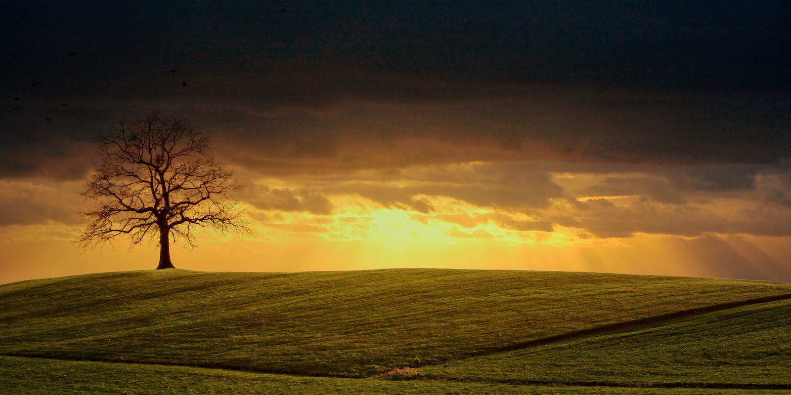 Ein einzelner Baum am Feldrand bei Sonnenuntergang