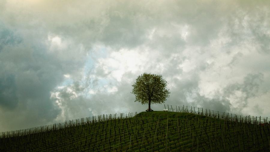 Ein Baum auf einem gr&uuml;nen H&uuml;gel unter aufrei&szlig;enden Wolken