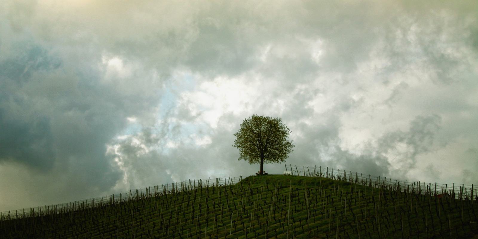 A single tree on a green hill under breaking clouds