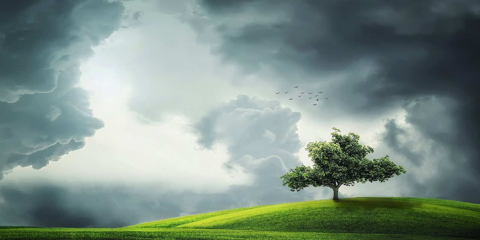 A tree on a green hill under breaking storm clouds