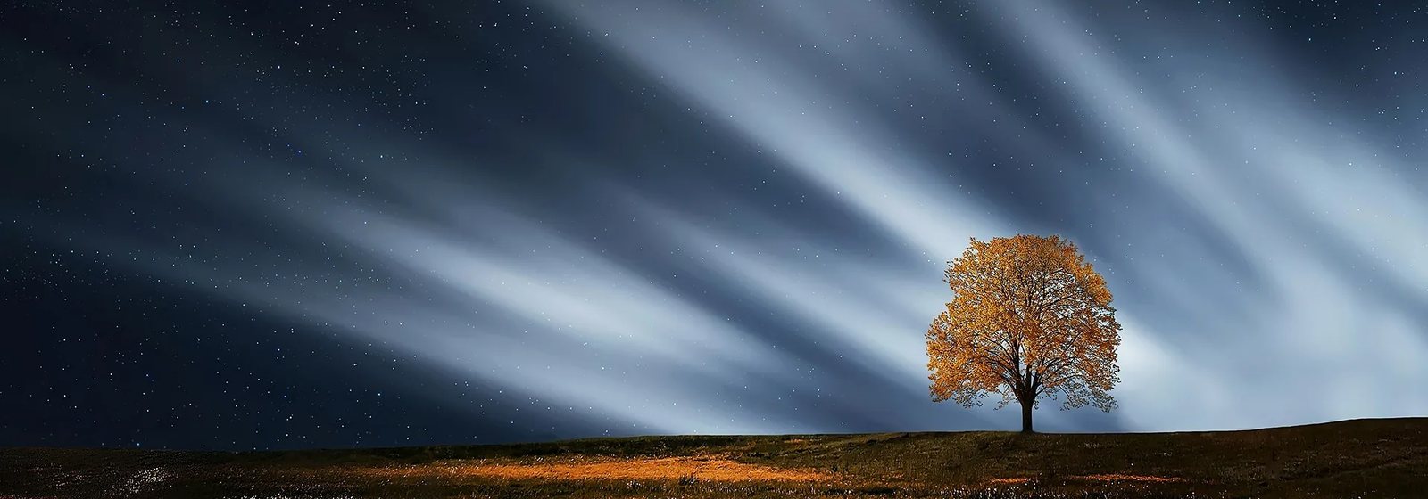 Ein einzelner Baum unter einem Nachthimmel voller Sterne