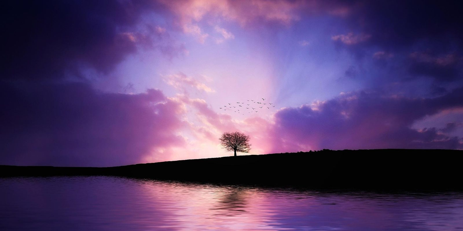 Ein einzelner Baum auf einer Anh&ouml;he in violetter D&auml;mmerung, ein Vogelschwarm dar&uuml;ber, gespiegelt im Wasser
