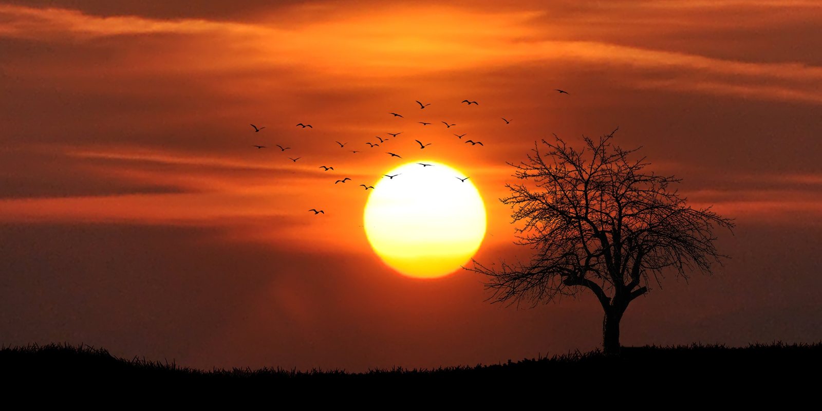 Ein kahler Baum als Silhouette vor der untergehenden Sonne, ein Vogelschwarm am Himmel